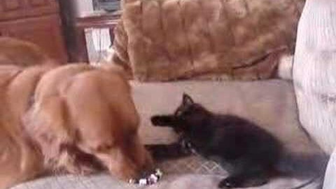 Kitten and Dog Play Fighting Golden Retriever - The Saga of Prada and Charlie