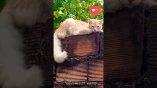 😅 Olha o #Gato da #vizinha passando pelo #Youtube também... KKKKKKKK...