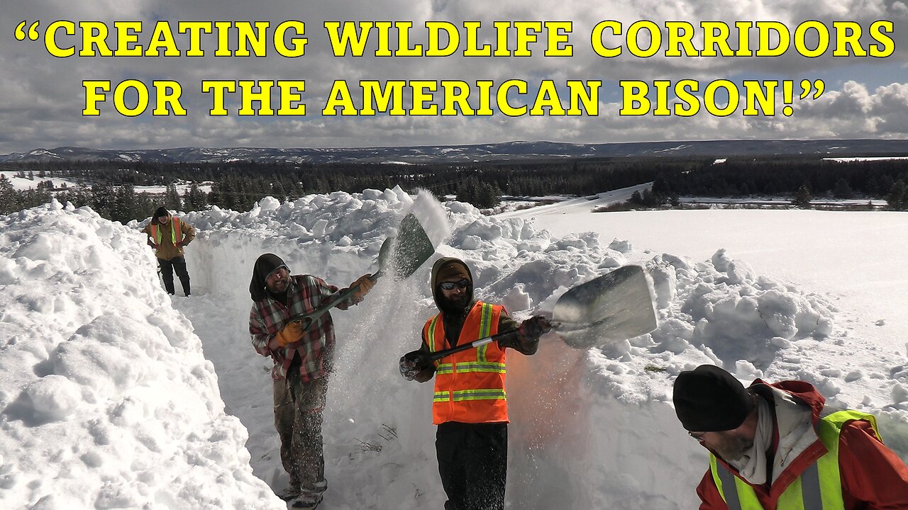 Creating Wildlife Corridors | A Buffalo Field Campaign and Montana Department Transportation Project