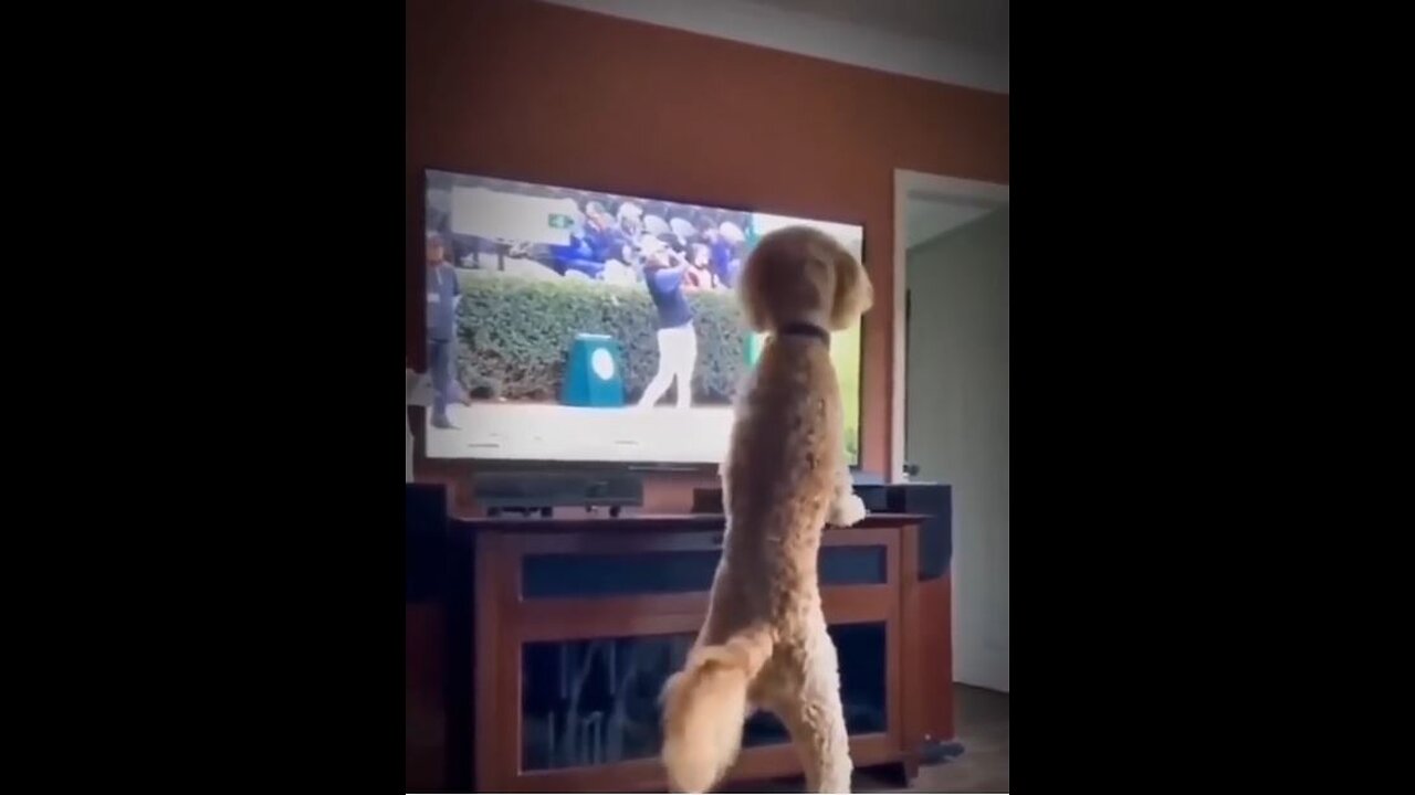 Funniest Cats and Dogs Videos 😺🐶