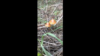 Psilocybe Subaeruginosa South Australia Magic Mushrooms