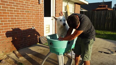 How to keep a White Husky White