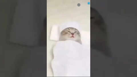 cute cat videos 😹 funny videos 😂 💝