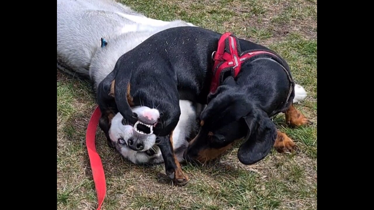 Husky gets teabagged by a dachshund