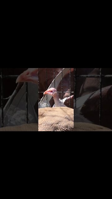 Red eyed cinnamon and silver guinea fowl keets