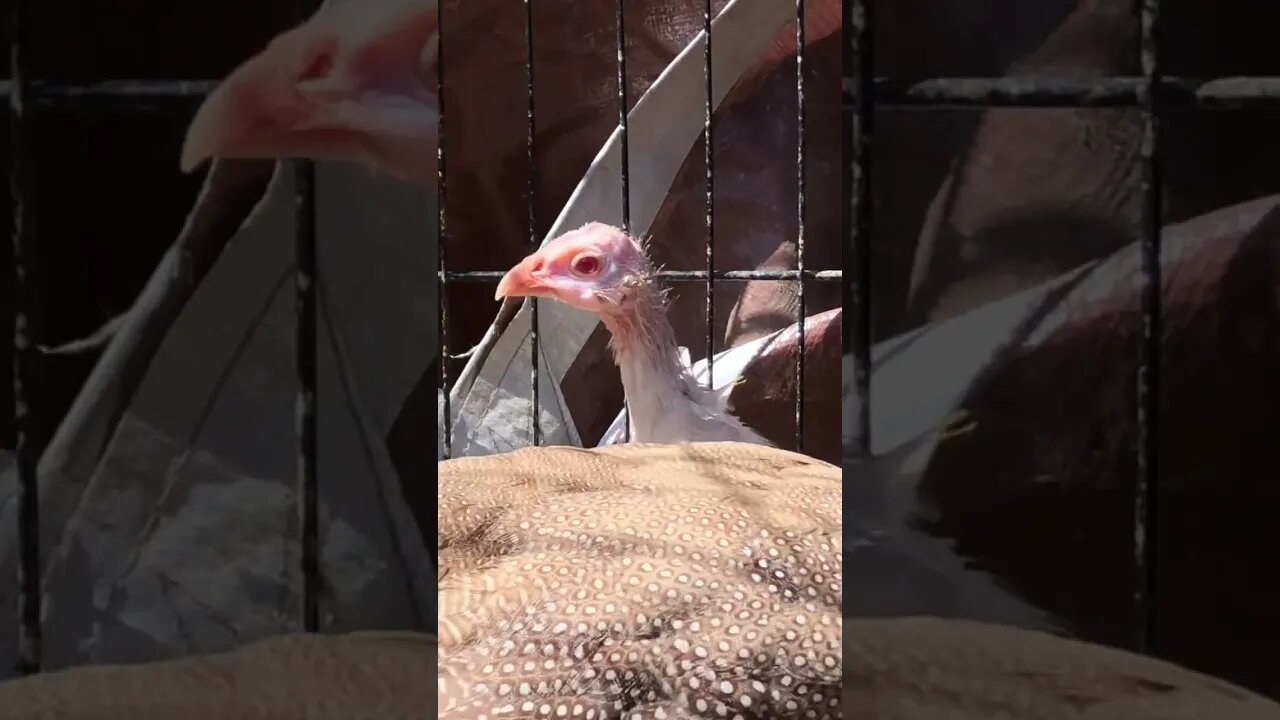 Red eyed cinnamon and silver guinea fowl keets