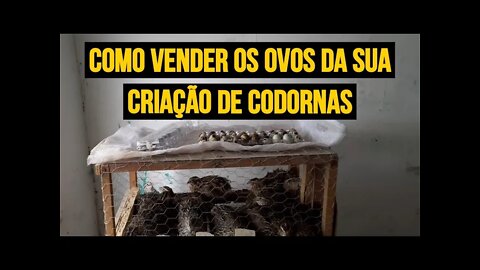 COMO VENDO OS OVOS DA MINHA CRIAÇÃO DE CODORNAS