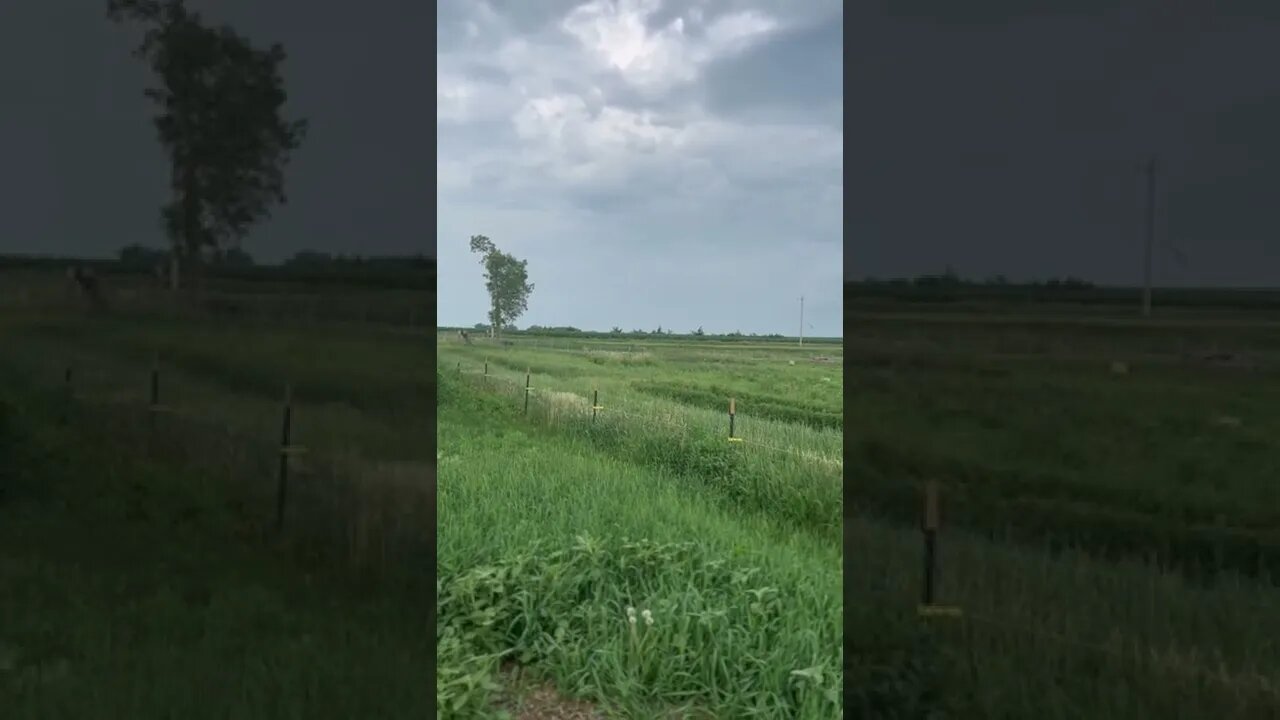 Bad Weather Incoming…⛈🌩 Getting Everyone Settled. #shorts #storm #iowa #homestead #farm