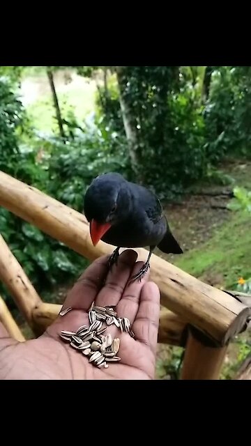 Wild tropical bird eats out of human's hand in epic slow motion