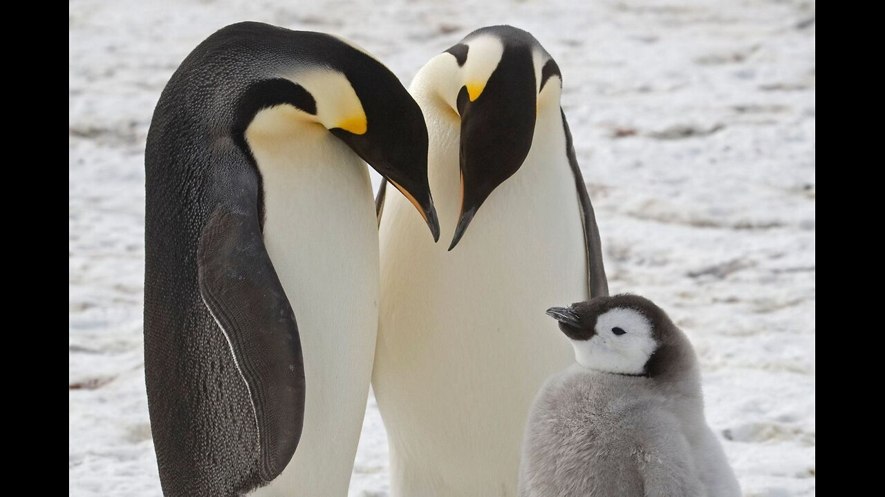 Amazing Way A Penguin Proposes To His Mate & Other Penguin Facts