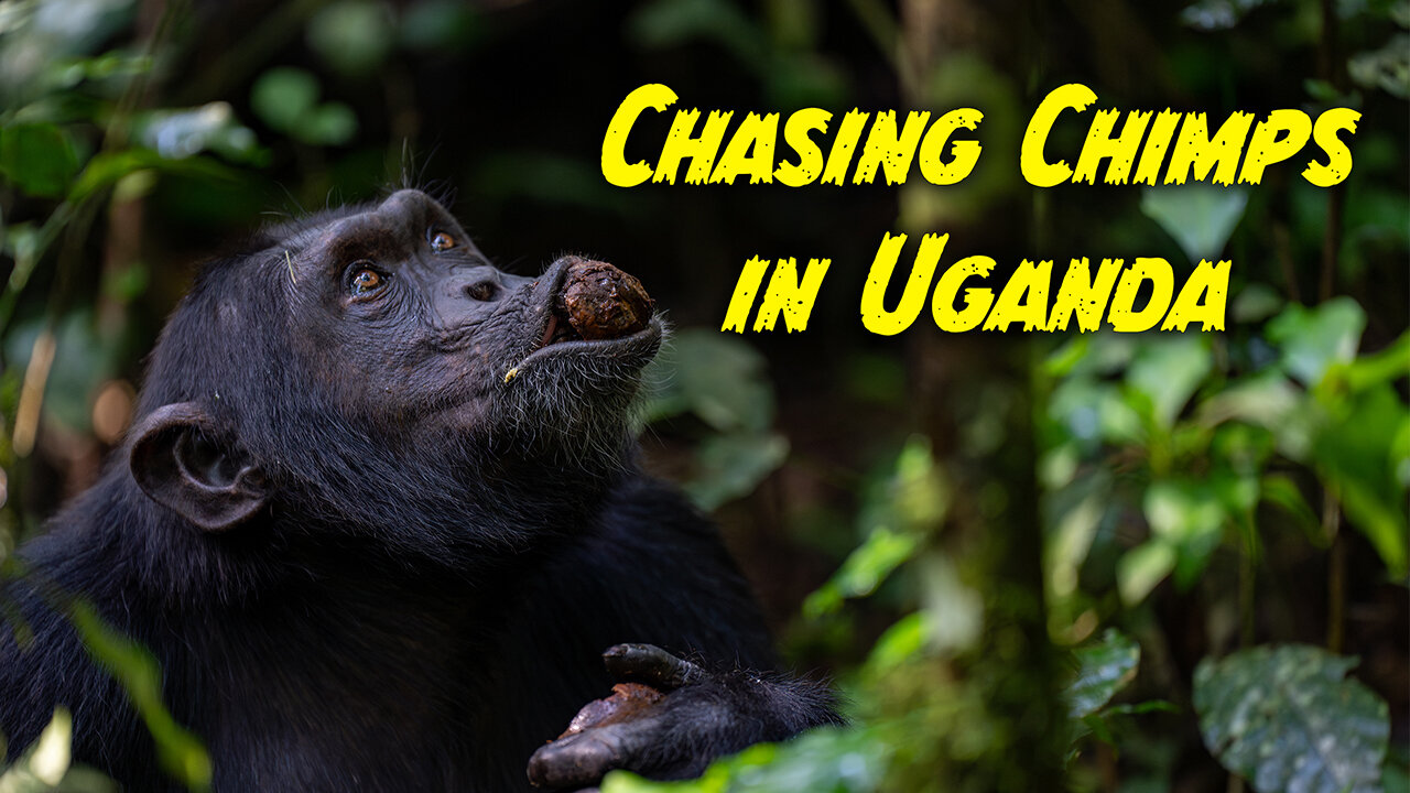 Chasing Chimpanzees in Uganda