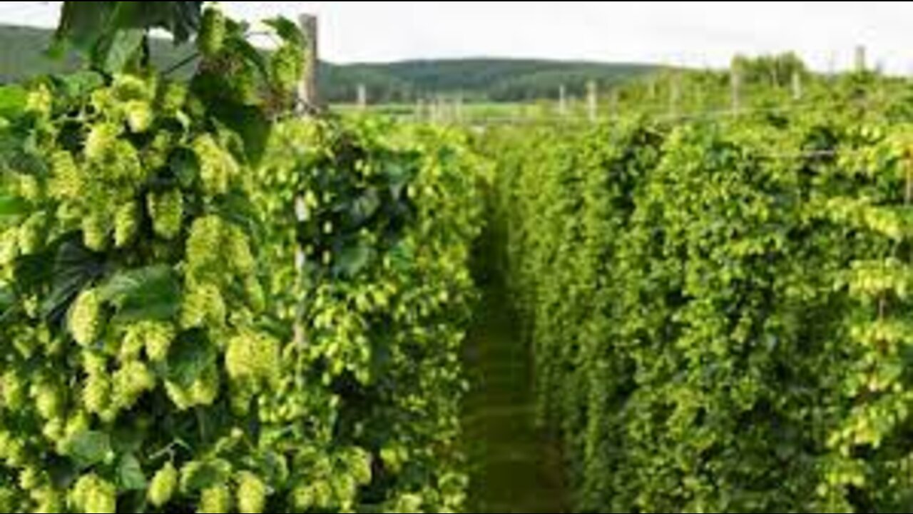 How Beer Is Made From Hops - Hops Cultivation and Harvest - Hops Processing Factory