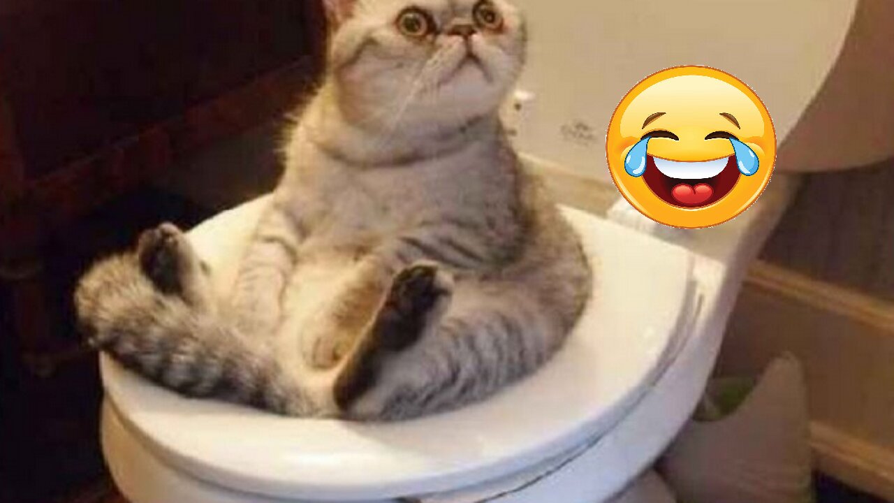 Funniest Cats & Dogs VN Compilation