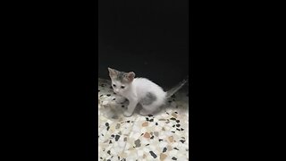 Rabbit Kitten | Funny Kitten | Kucing