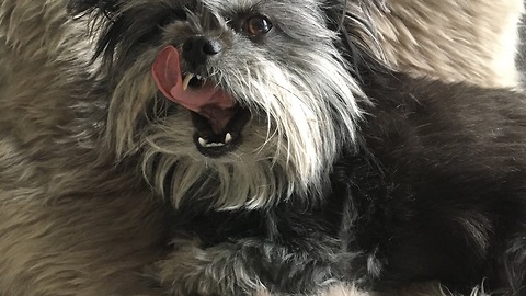 Grumpy sloth dog has nail appointment