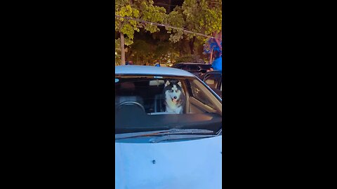 Dog Husky sitting in car front seat