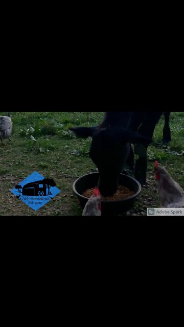 Build on the rock #shorts