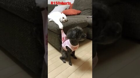 Cat and Dog lovely Video |#r150shorts |#ytshorts |#animals |#youtubeshorts