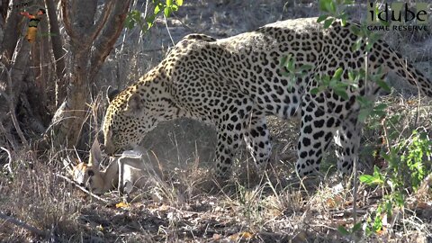 Female Leopard Feeding On A Duiker