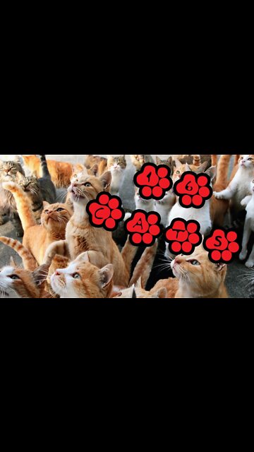 Cat Lady Life # 2 - Cat Crazy