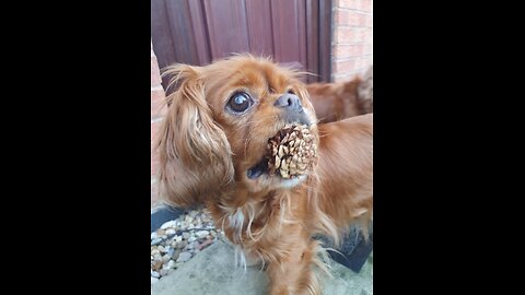 Cutie Cavaliers