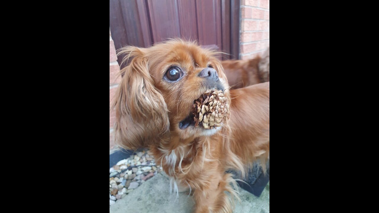 Cutie Cavaliers