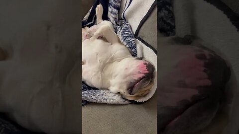 24/7 💤 #dogsofyoutube