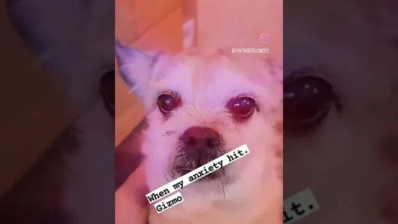 therapy Gizmo