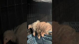 Sleepy Two week old guinea fowl keets