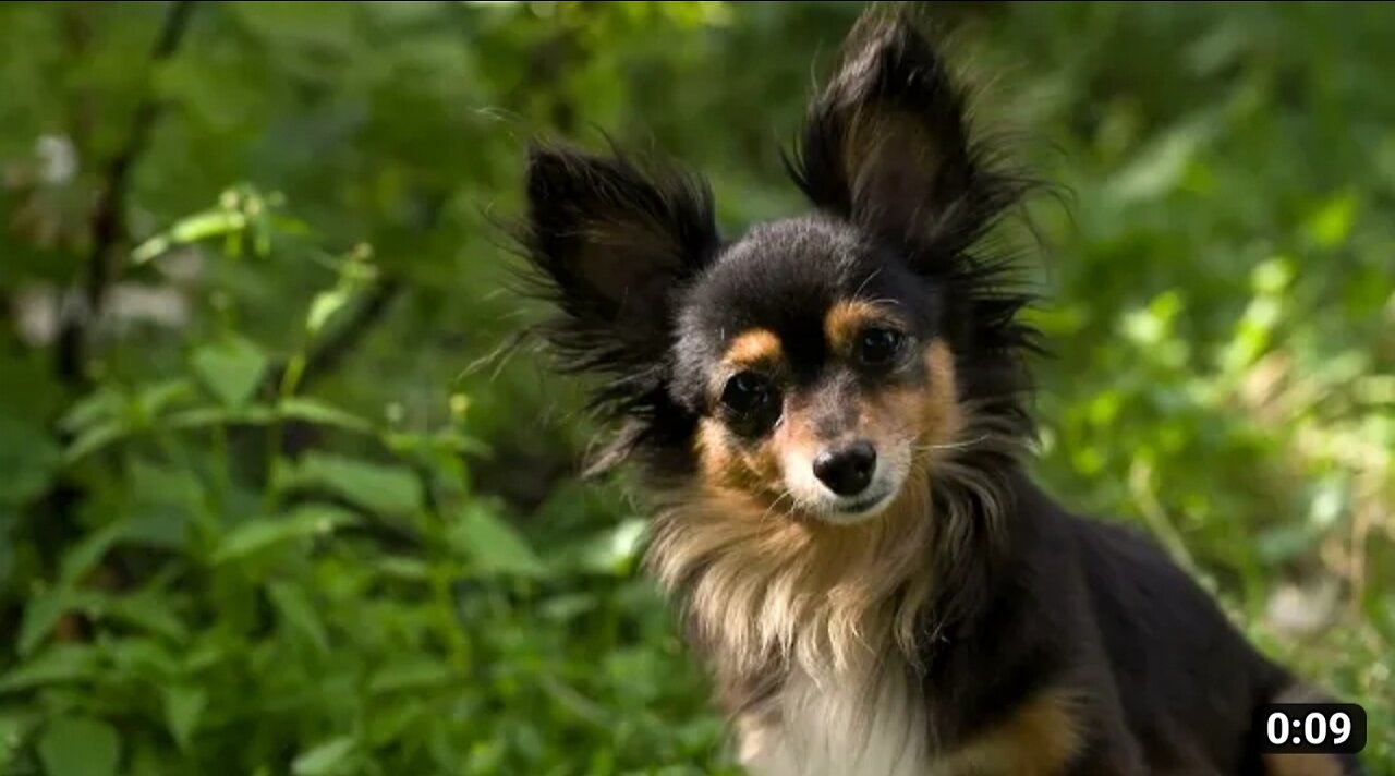 Cute dog looking into camera