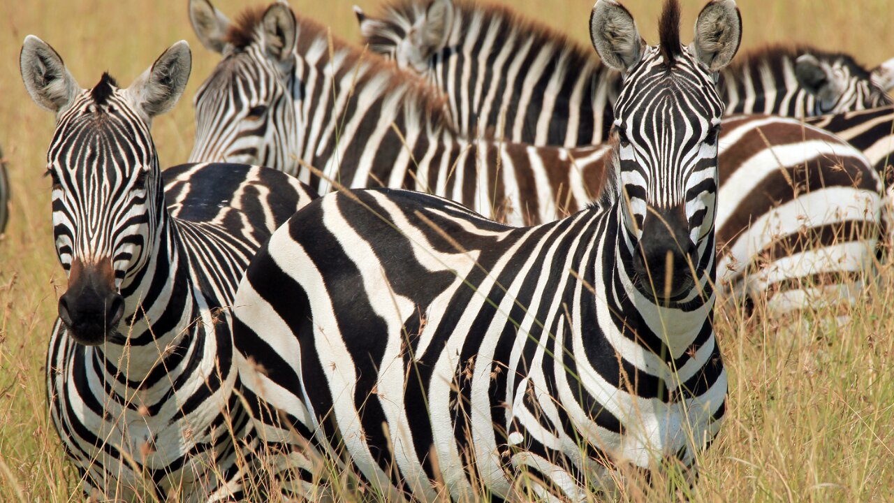 fascinating habits of zebras.