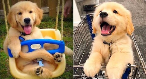 Baby🐕Dogs | Cute and Funny Dog🐶Videos Compilation 2 | #OfficialDeep13