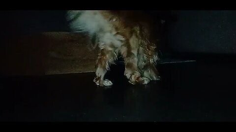 #dogdhow , #animals
