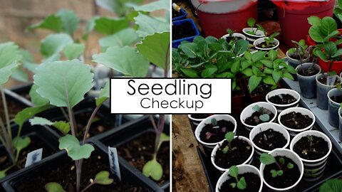 Checkup On All the Seedling We Planted