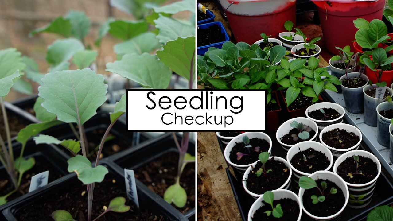 Checkup On All the Seedling We Planted