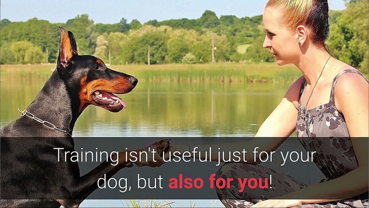 Learn to Train your Dog ! - with these easy essential commands