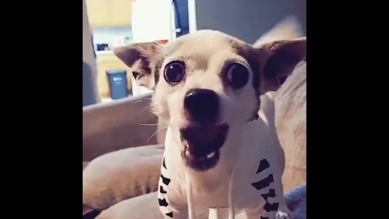 What is he saying in dog language? 🤔