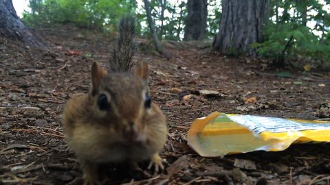 Thieving Chipmunk Loves Candy