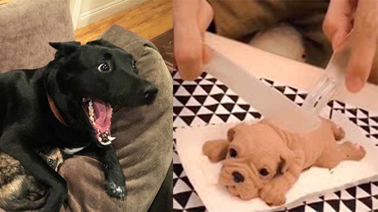 Funny Dog Reaction to Cutting Dog Cake