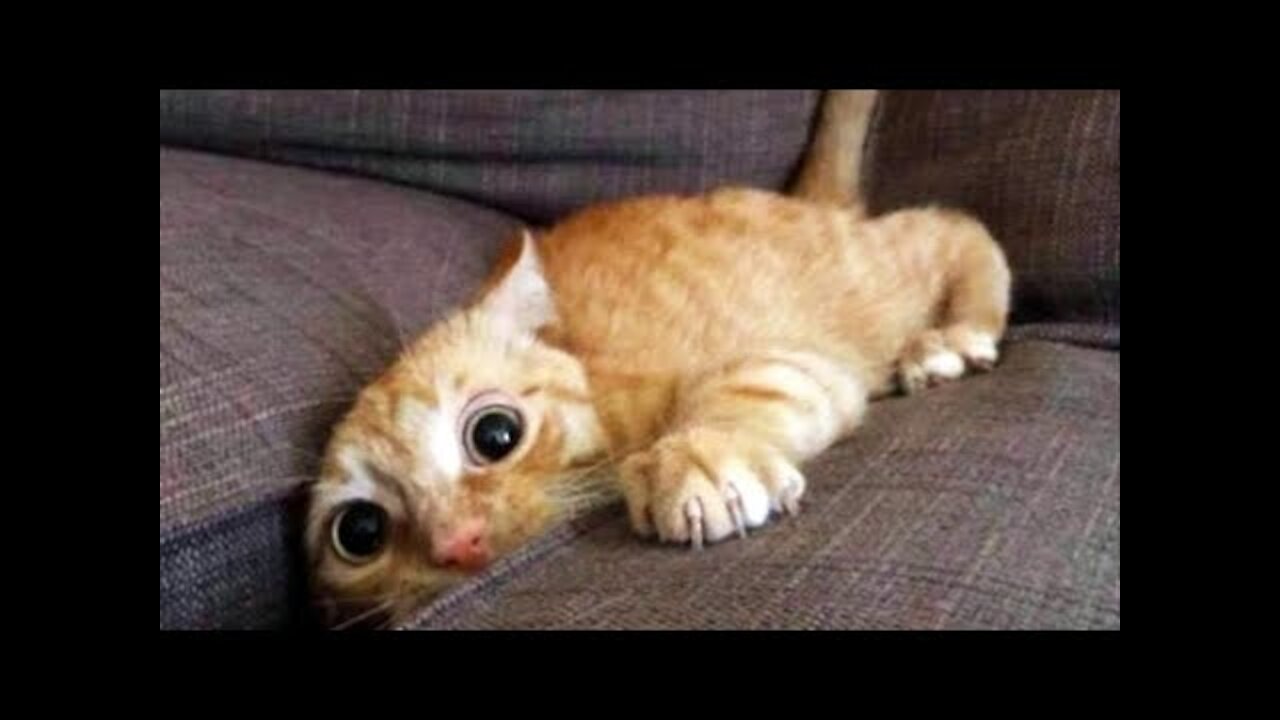 videos of cute cats playing