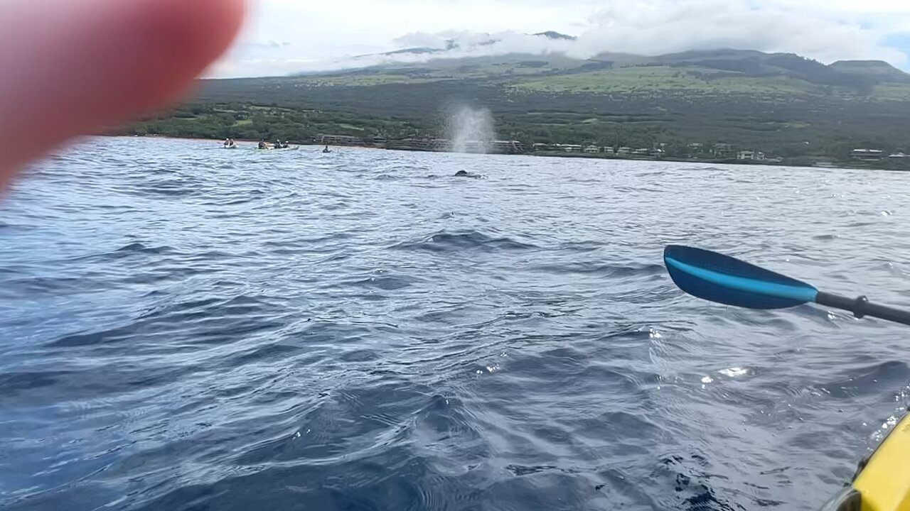 Spotted a Humpback Whale calf!