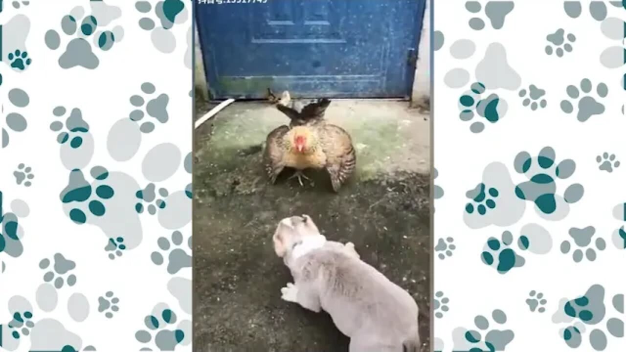 New funny videos - Chicken and Dog Fight full of Fun videos compilation