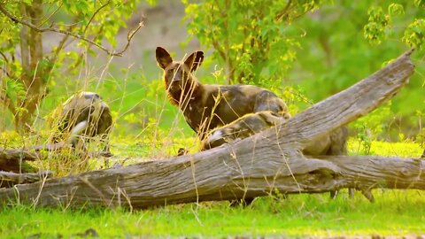 A hyena was nearly robbed of its food by a pack of wild dogs