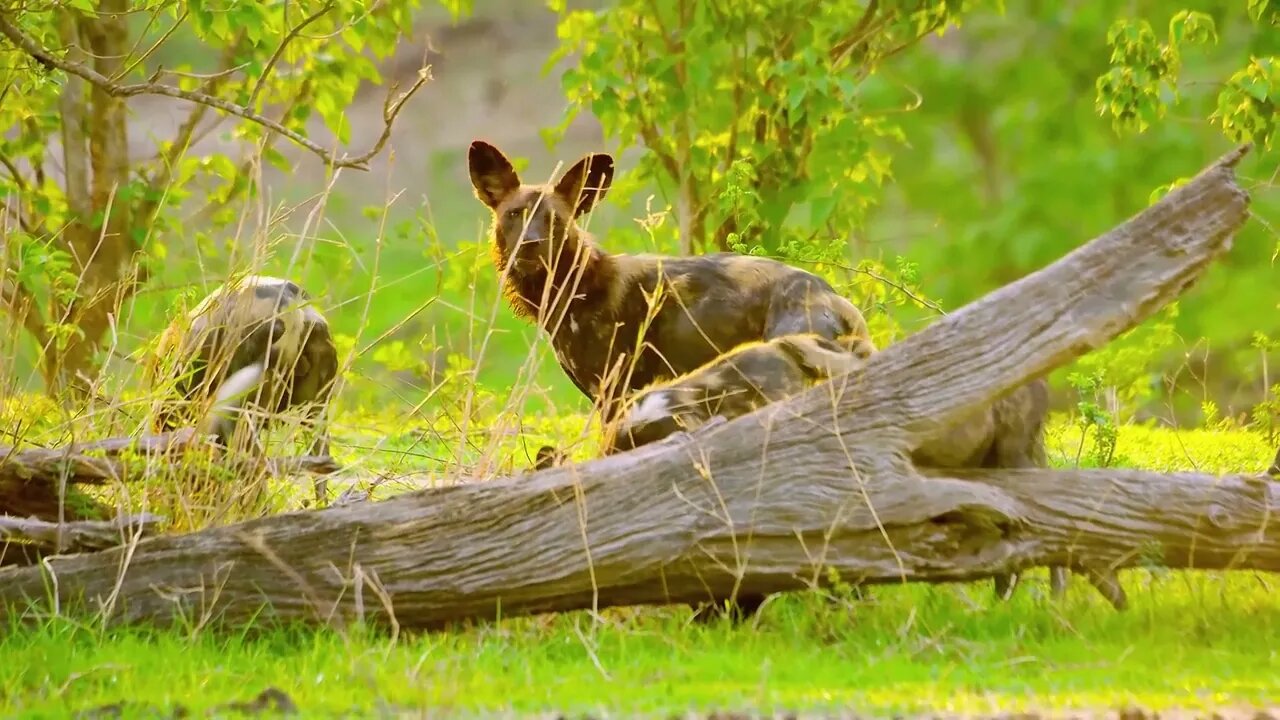 A hyena was nearly robbed of its food by a pack of wild dogs