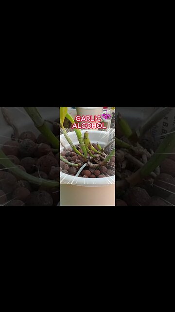 😡SCALE! Do YOU know what to do? 😤 I DO!! 🤫 💪🏼 #ninjaorchids #shorts #pests #orchids #scale