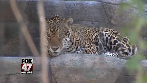 Woman attacked by a jaguar while taking a photo apologizes to the Arizona zoo