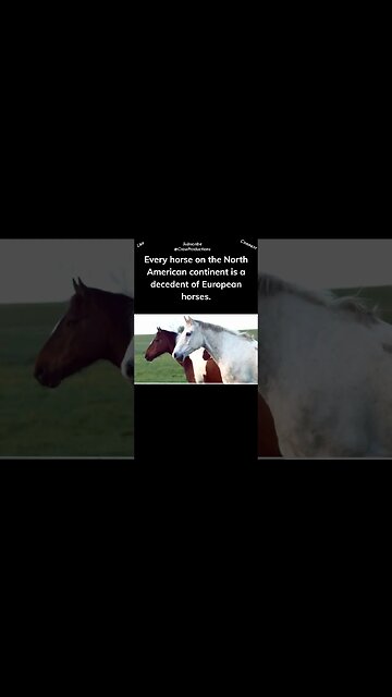 Horses Are Not Native to North America #horse #shorts