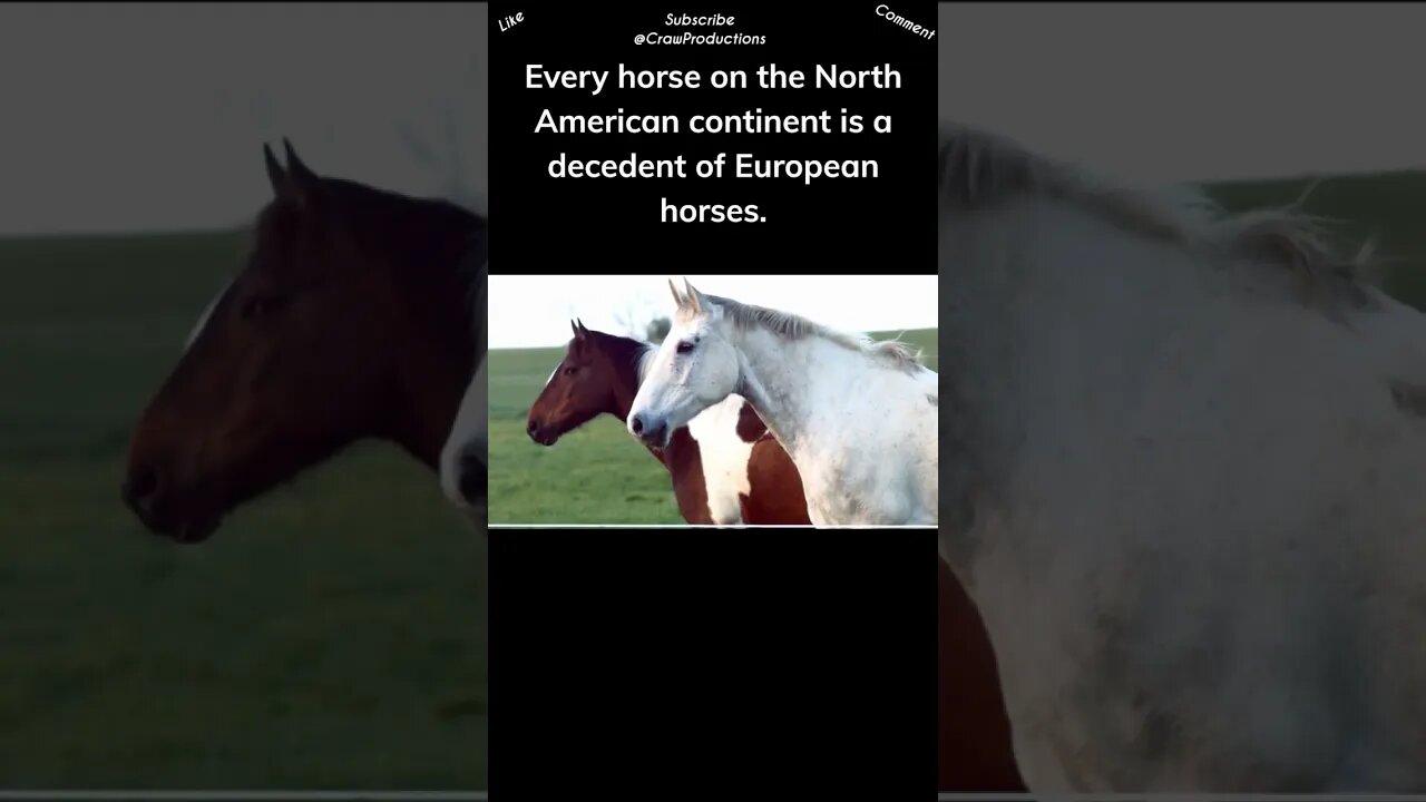 Horses Are Not Native to North America #horse #shorts