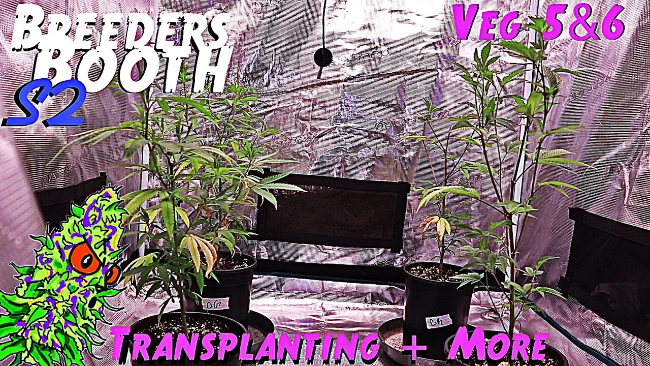 Breeders Booth S2 Ep. 4 | Veg Weeks 5 & 6 | Transplanting + More