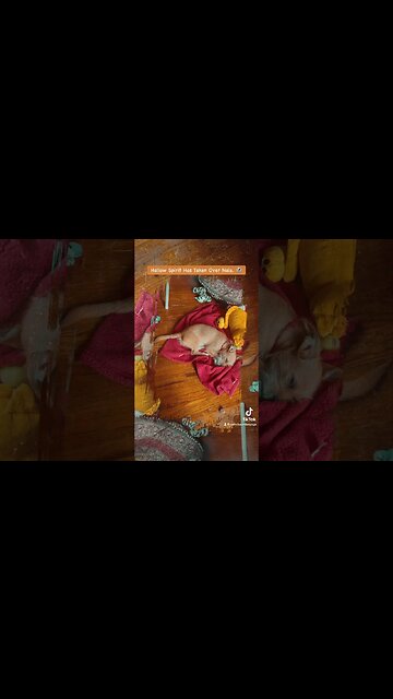 This is Nala’s first Autumn and the Halloween Spirit has taken over. 👻